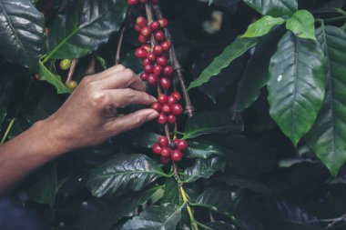 Man Hands kahve tohumu olgunlaşmış kırmızı böğürtlen yeşil eko organik çiftlikte taze tohum ağacı yetiştirir. Kapatın elleri, kırmızı kahve tohumu, robusta arabica üzümü, kahve çiftliği hasadı.