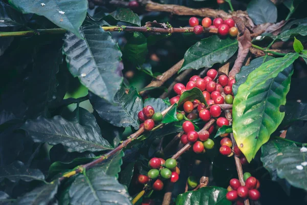 Ripe Red Coffee Bean Ягідна Рослина Свіжого Насіння Кавового Дерева — стокове фото