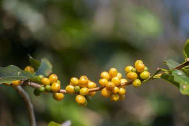 Sarı kahve çekirdekli böğürtlen tohumu, yeşil burbon eko organik çiftliğinde taze kahve ağacı yetişiyor. Sarı olgun tohumlu böğürtlen hasadı Arabika kahve bahçesini kapatın. Taze kahve yeşil yaprak çalısı.