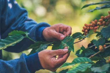 Man Hands kahve tohumu olgunlaşmış kırmızı böğürtlen yeşil eko organik çiftlikte taze tohum ağacı yetiştirir. Kapatın elleri, kırmızı kahve tohumu, robusta arabica üzümü, kahve çiftliği hasadı.
