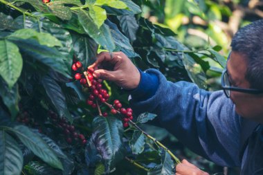 Man Hands kahve tohumu olgunlaşmış kırmızı böğürtlen yeşil eko organik çiftlikte taze tohum ağacı yetiştirir. Kapatın elleri, kırmızı kahve tohumu, robusta arabica üzümü, kahve çiftliği hasadı.