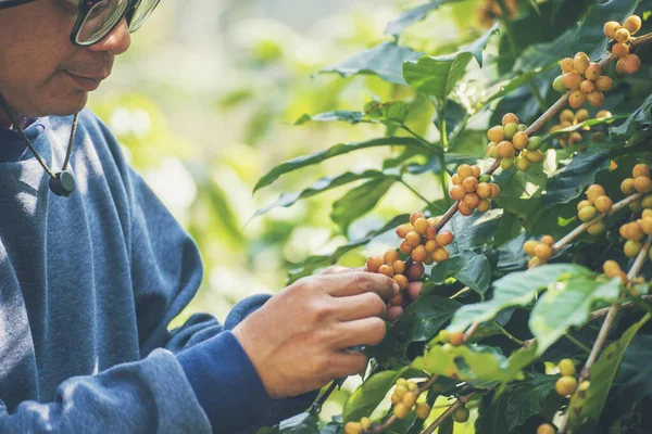 Man Hands harvest coffee bean ripe Red berries plant fresh seed coffee tree growth in green eco organic farm. Close up hands harvest red ripe coffee seed robusta arabica berry harvesting coffee farm