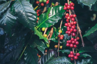 Olgun kırmızı kahve çekirdeği tohumu tohumu tohumu yeşil eko organik çiftlikte yetişen kahve ağacı. Kahve bahçesi için kırmızı, olgun, robusta arabica üzümlerini toplayın. Taze kahve yeşil yaprak çalısı.