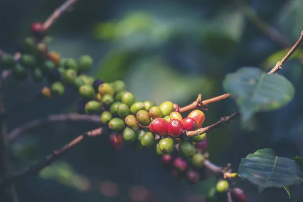 Mogen Röd Kaffeböna Bär Plantera Färska Frön Kaffe Träd Tillväxt — Stockfoto