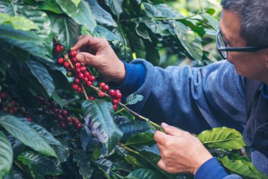 Man Hands kahve tohumu olgunlaşmış kırmızı böğürtlen yeşil eko organik çiftlikte taze tohum ağacı yetiştirir. Kapatın elleri, kırmızı kahve tohumu, robusta arabica üzümü, kahve çiftliği hasadı.