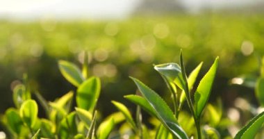 Bitki çiftliğinde taze yeşil çay ağacı yaprakları. Sabah güneşinde ağaç çay tarlaları. Taze bitkisel yeşil bahçe çiftliği. Organik içecek çalıları gevşetecek. Çiftlikte yeşil çay ağacı
