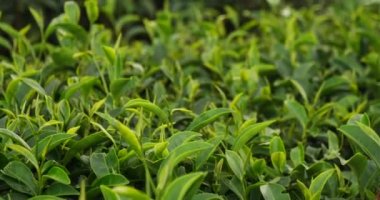 Bitki çiftliğinde taze yeşil çay ağacı yaprakları. Sabah güneşinde ağaç çay tarlaları. Taze bitkisel yeşil bahçe çiftliği. Organik içecek çalıları gevşetecek. Çiftlikte yeşil çay ağacı