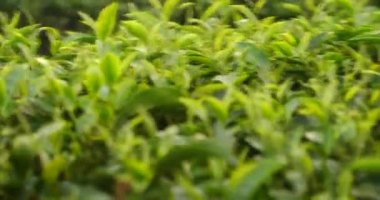 Bitki çiftliğinde taze yeşil çay ağacı yaprakları. Sabah güneşinde ağaç çay tarlaları. Taze bitkisel yeşil bahçe çiftliği. Organik içecek çalıları gevşetecek. Çiftlikte yeşil çay ağacı