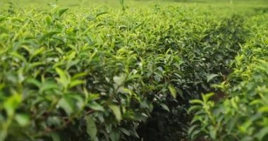 Bitki çiftliğinde taze yeşil çay ağacı yaprakları. Sabah güneşinde ağaç çay tarlaları. Taze bitkisel yeşil bahçe çiftliği. Organik içecek çalıları gevşetecek. Çiftlikte yeşil çay ağacı