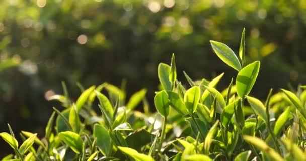 Hojas Árbol Verde Fresco Eco Granja Hierbas Plantaciones Árboles Luz — Vídeo de stock