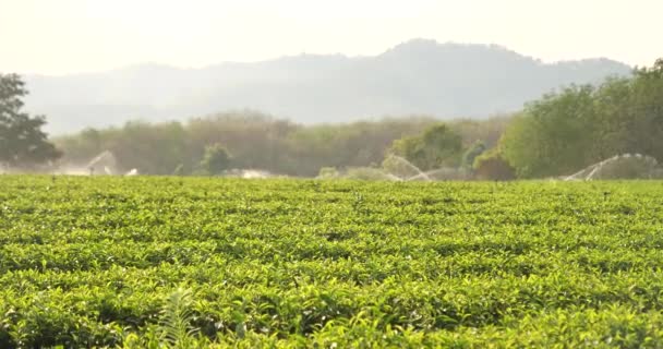 Friss Zöld Teafalevelek Öko Gyógynövényfarmon Tea Ültetvények Reggeli Napfényben Frissesség — Stock videók