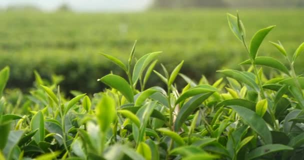 Świeże Liście Zielonej Herbaty Ekologicznym Gospodarstwie Ziołowym Plantacje Herbaty Drzewie — Wideo stockowe