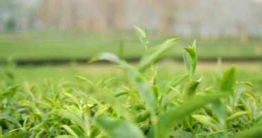 Bitki çiftliğinde taze yeşil çay ağacı yaprakları. Sabah güneşinde ağaç çay tarlaları. Taze bitkisel yeşil bahçe çiftliği. Organik içecek çalıları gevşetecek. Çiftlikte yeşil çay ağacı