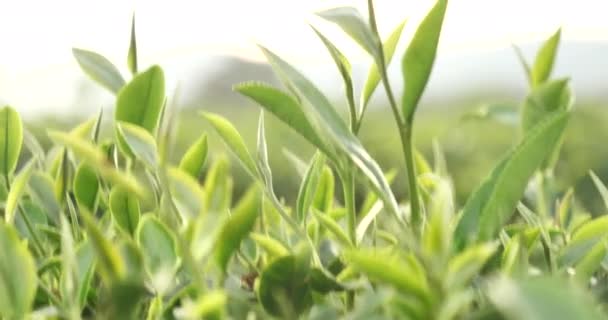 Čerstvé Listy Zeleného Čaje Ekologické Bylinné Farmě Čajové Plantáže Ranním — Stock video
