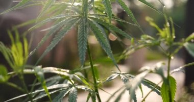 Yeşil Marihuana ağacı esrarı seraya narkotik bitkiler eker. Kenevir yaprağı güneş ışığında kenevir ham petrol ilaç çiftliği yaptı. Tam kan sayımı, THC bitki tarımı, ot yaprağı, ot, ilaç, sağlık konsepti.