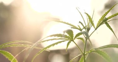 Yeşil Marihuana ağacı esrarı seraya narkotik bitkiler eker. Kenevir yaprağı güneş ışığında kenevir ham petrol ilaç çiftliği yaptı. Tam kan sayımı, THC bitki tarımı, ot yaprağı, ot, ilaç, sağlık konsepti.
