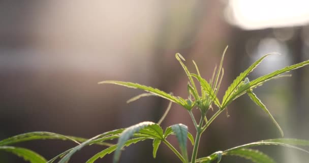 緑のマリファナ木大麻植物温室内の麻薬性のハーブ 麻の葉は日光の下で大麻原油医学農場を作った Cbc Thcハーブ農業雑草の葉薬 医療の概念 — ストック動画