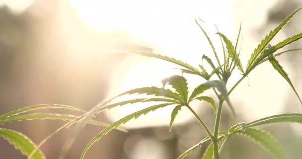 Groene Marihuana Boom Cannabis Plant Narcotische Kruiden Kas Hennepblad Gemaakt — Stockvideo