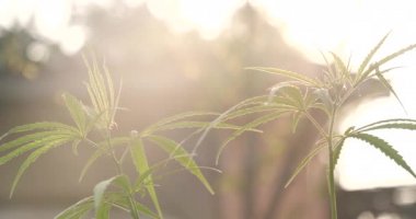 Yeşil Marihuana ağacı esrarı seraya narkotik bitkiler eker. Kenevir yaprağı güneş ışığında kenevir ham petrol ilaç çiftliği yaptı. Tam kan sayımı, THC bitki tarımı, ot yaprağı, ot, ilaç, sağlık konsepti.