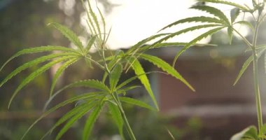 Yeşil Marihuana ağacı esrarı seraya narkotik bitkiler eker. Kenevir yaprağı, ecza çiftliğinde kenevir ham yağı yaptı. Ot yaprağı Uyuşturucu ve İlaç Sağlık Konsepti 'nden CBC, THC bitki tarımı