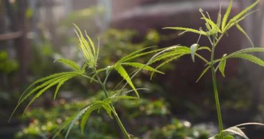 Yeşil Marihuana ağacı esrarı seraya narkotik bitkiler eker. Kenevir yaprağı, ecza çiftliğinde kenevir ham yağı yaptı. Ot yaprağı Uyuşturucu ve İlaç Sağlık Konsepti 'nden CBC, THC bitki tarımı