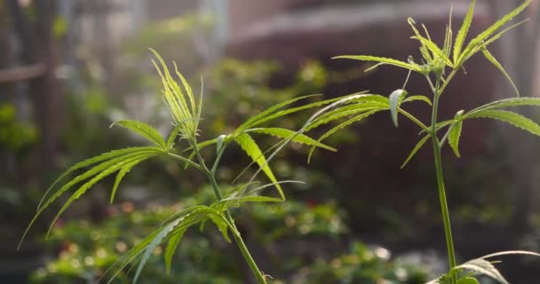 Groene Marihuana Boom Cannabis Plant Narcotische Kruiden Kas Hennepblad Maakte — Stockvideo