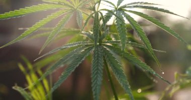 Yeşil Marihuana ağacı esrarı seraya narkotik bitkiler eker. Kenevir yaprağı, ecza çiftliğinde kenevir ham yağı yaptı. Ot yaprağı Uyuşturucu ve İlaç Sağlık Konsepti 'nden CBC, THC bitki tarımı