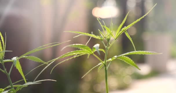 Groene Marihuana Boom Cannabis Plant Narcotische Kruiden Kas Hennepblad Gemaakt — Stockvideo