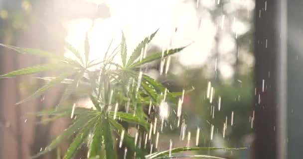 Zelená Marihuana Strom Konopí Rostlina Narkotika Bylinné Skleníku Konopný List — Stock video