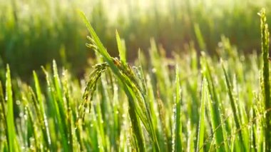 Rice Field Green ekosistem Asya pirinç tarlası Vietnam yeşil çiftliği. Organik çiftlikte tropikal gün doğumu olan altın yeşili pirinç terasları ekin..