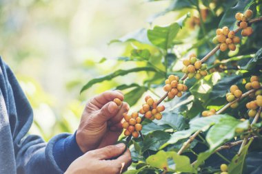 Man Hands kahve tohumu olgunlaşmış kırmızı böğürtlen yeşil eko organik çiftlikte taze tohum ağacı yetiştirir. Kapatın elleri, kırmızı kahve tohumu, robusta arabica üzümü, kahve çiftliği hasadı.