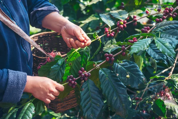 Man Hands Harvest Coffee Bean Ripe Red Berries Plant Fresh — Stock Photo, Image