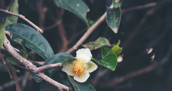 Green tea tree Flower fresh leaves in eco herbal farm. Tree tea plantations in morning sun light. Freshness herbal natural garden farmland. Drinking organic relax. Green tea tree in farm