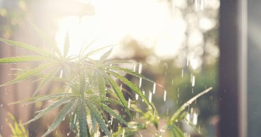 Yeşil Marihuana ağacı esrarı sulamak serada narkotik bitkiler yetiştirir. Kenevir yaprağı ekimi güneş ışığında kenevir ham petrol ilaç çiftliği yaptı. Kan sayımı, THC bitki tarımı, ot yaprağı, uyuşturucu.