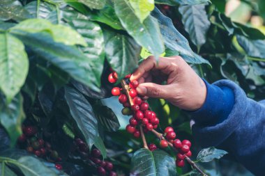 Man Hands kahve tohumu olgunlaşmış kırmızı böğürtlen yeşil eko organik çiftlikte taze tohum ağacı yetiştirir. Kapatın elleri, kırmızı kahve tohumu, robusta arabica üzümü, kahve çiftliği hasadı.