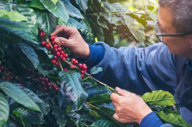 Man Hands kahve tohumu olgunlaşmış kırmızı böğürtlen yeşil eko organik çiftlikte taze tohum ağacı yetiştirir. Kapatın elleri, kırmızı kahve tohumu, robusta arabica üzümü, kahve çiftliği hasadı.