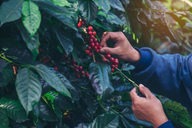 Man Hands kahve tohumu olgunlaşmış kırmızı böğürtlen yeşil eko organik çiftlikte taze tohum ağacı yetiştirir. Kapatın elleri, kırmızı kahve tohumu, robusta arabica üzümü, kahve çiftliği hasadı.