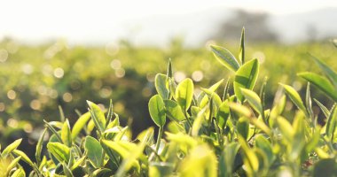 Yeşil çay ağacı bitkisel çiftlikte taze yapraklar. Sabah güneşinde ağaç çay tarlaları. Taze bitkisel doğal bahçe arazisi. Organik içecek çalıları gevşetecek. Çiftlikte yeşil çay ağacı