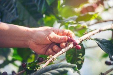 Man Hands kahve tohumu olgunlaşmış kırmızı böğürtlen yeşil eko organik çiftlikte taze tohum ağacı yetiştirir. Kapatın elleri, kırmızı kahve tohumu, robusta arabica üzümü, kahve çiftliği hasadı.