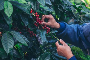 Man Hands kahve tohumu olgunlaşmış kırmızı böğürtlen yeşil eko organik çiftlikte taze tohum ağacı yetiştirir. Kapatın elleri, kırmızı kahve tohumu, robusta arabica üzümü, kahve çiftliği hasadı.