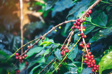 Olgun kırmızı kahve çekirdeği tohumu tohumu tohumu yeşil eko organik çiftlikte yetişen kahve ağacı. Kahve bahçesi için kırmızı, olgun, robusta arabica üzümlerini toplayın. Taze kahve yeşil yaprak çalısı.