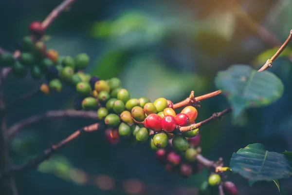 Mogen Röd Kaffeböna Bär Plantera Färska Frön Kaffe Träd Tillväxt — Stockfoto