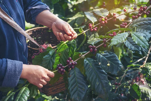 Man Hands Cosecha Grano Café Maduro Bayas Rojas Plantan Semilla — Foto de Stock