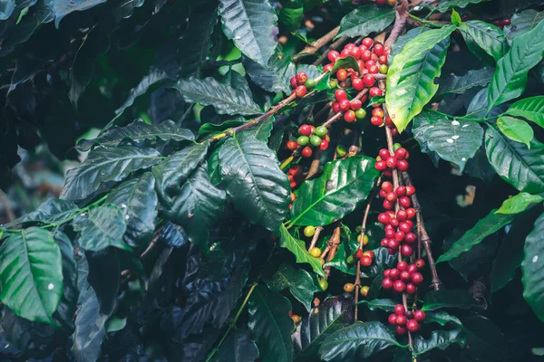 Planta Bayas Grano Café Rojo Maduro Crecimiento Del Árbol Café — Foto de Stock