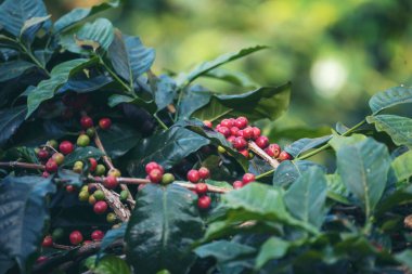 Olgun kırmızı kahve çekirdeği tohumu tohumu tohumu yeşil eko organik çiftlikte yetişen kahve ağacı. Kahve bahçesi için kırmızı, olgun, robusta arabica üzümlerini toplayın. Taze kahve yeşil yaprak çalısı.