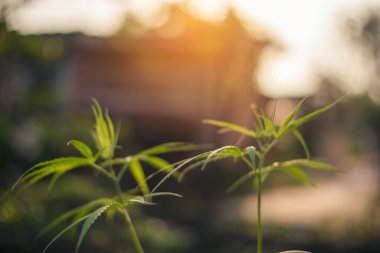 Yeşil Marihuana ağacı esrarı seraya narkotik bitkiler eker. Kenevir yaprağı, ecza çiftliğinde kenevir ham yağı yaptı. Ot yaprağı Uyuşturucu ve İlaç Sağlık Konsepti 'nden CBC, THC bitki tarımı