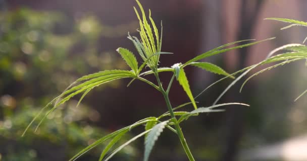 Yeşil Marihuana Ağacı Esrarı Seraya Narkotik Bitkiler Eker Kenevir Yaprağı — Stok video