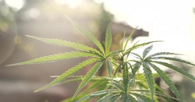 Yeşil Marihuana ağacı esrarı seraya narkotik bitkiler eker. Kenevir yaprağı, ecza çiftliğinde kenevir ham yağı yaptı. Ot yaprağı Uyuşturucu ve İlaç Sağlık Konsepti 'nden CBC, THC bitki tarımı