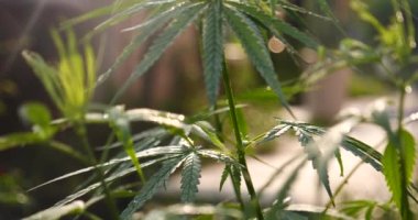 Yeşil Marihuana ağacı esrarı seraya narkotik bitkiler eker. Kenevir yaprağı, ecza çiftliğinde kenevir ham yağı yaptı. Ot yaprağı Uyuşturucu ve İlaç Sağlık Konsepti 'nden CBC, THC bitki tarımı