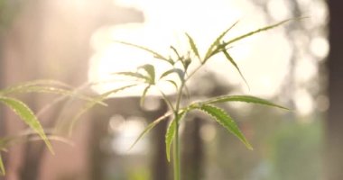 Yeşil Marihuana ağacı esrarı seraya narkotik bitkiler eker. Kenevir yaprağı, ecza çiftliğinde kenevir ham yağı yaptı. Ot yaprağı Uyuşturucu ve İlaç Sağlık Konsepti 'nden CBC, THC bitki tarımı